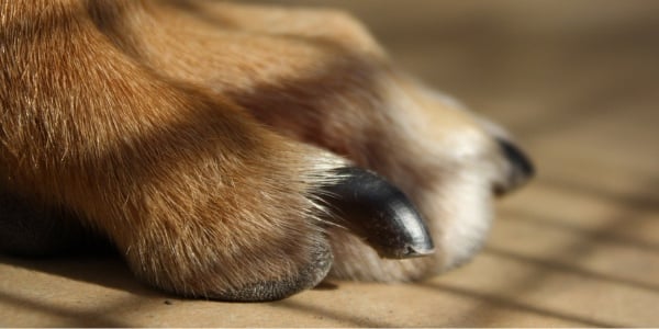 How Often Should You Cut Your Dog s Nails Preventive Vet